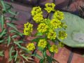 Euphorbia ceratocarpa